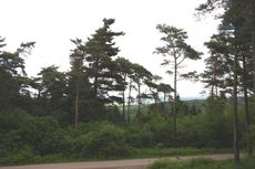 Wald-3.jpg